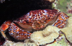 Zosimus aeneus (Devil crab). (f/8, 1/80, ISO-200, 42mm, U... by E&e Lp 